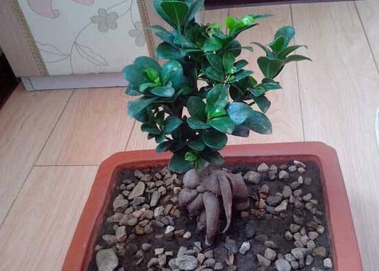 榕樹盆景怎么養(yǎng)，榕樹盆景養(yǎng)殖注意六大要素