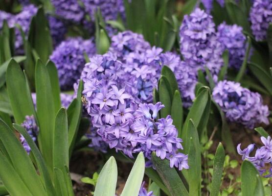 風信子怎么施肥，風信子施氮磷鉀復合肥最為合適