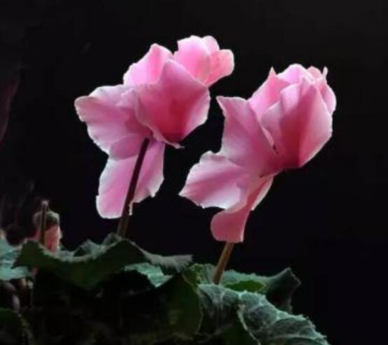 仙客來突然蔫了怎么辦，主要就是光照和澆水不當(dāng)導(dǎo)致