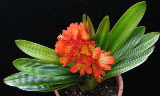 君子蘭什么時(shí)候開(kāi)花，君子蘭開(kāi)花有什么兆頭