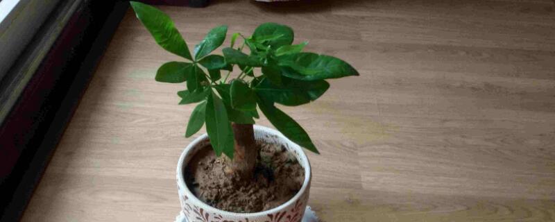 發(fā)財(cái)樹冬天怎么澆水