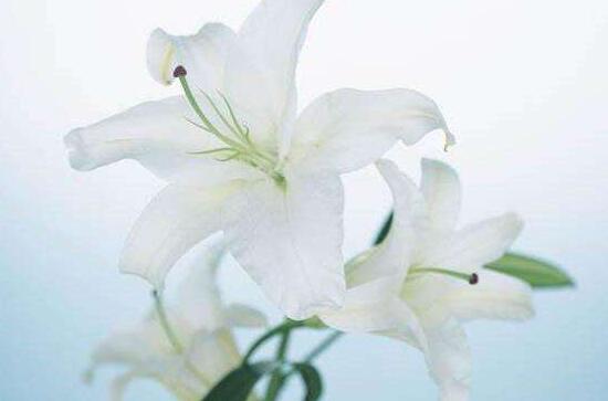 百合花怎么修剪，百合花的修剪方法圖解