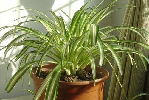 吊蘭的種類及圖片，介紹常見(jiàn)的四種吊蘭品種