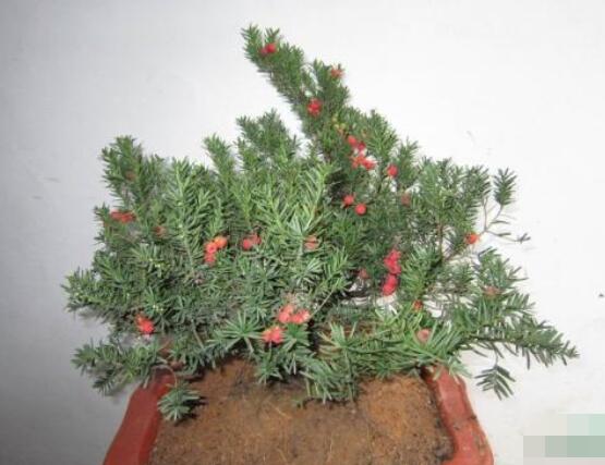 紅豆杉適合室內(nèi)養(yǎng)嗎，具有凈化空氣、延年益壽作用