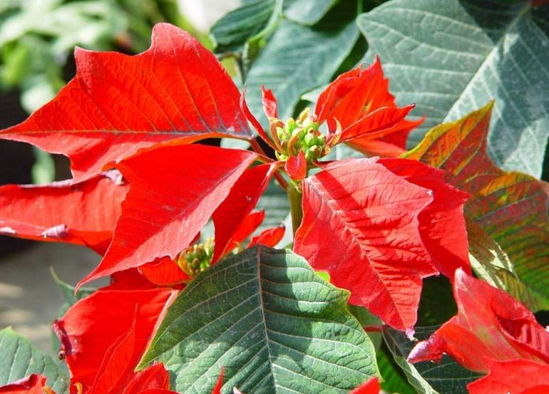 一品紅花放室內(nèi)對身體有害嗎，可以放在室內(nèi)但是不要碰到它的汁液