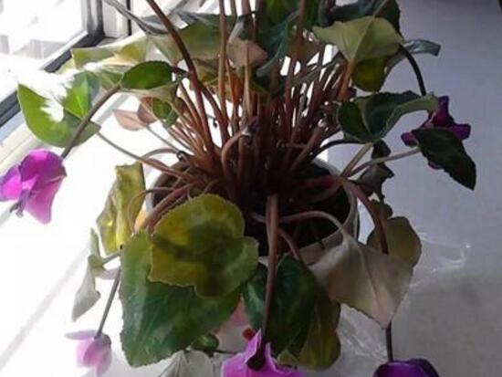 仙客來黃葉是怎么回事，仙客來葉子發(fā)黃處理方法