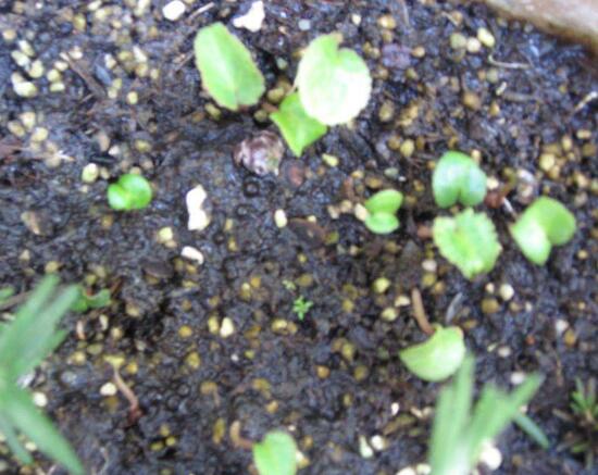 仙客來(lái)種子圖片，仙客來(lái)種子怎么種