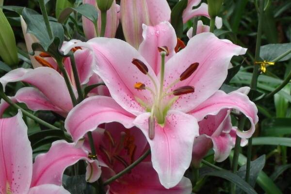 百合花花語(yǔ)代表什么，家庭美滿、偉大的愛