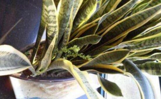 虎皮蘭葉子干癟發(fā)軟怎么辦，兩招幫你搞定疑難雜癥