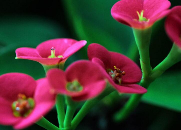 盆栽虎刺梅的養(yǎng)殖方法，施肥澆水頭頭要顧到