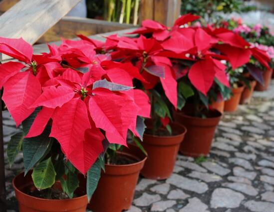 一品紅能放家里養(yǎng)殖嗎，凈化空氣、共祝新生的美好