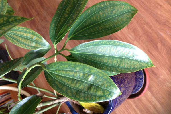 平安樹葉子干枯是怎么回事，環(huán)境變化過大要養(yǎng)護一段時間