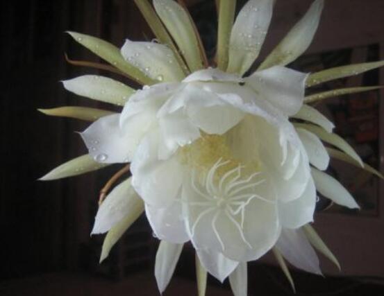 新鮮曇花怎么吃，泡茶喝最為簡單食用(價值高)