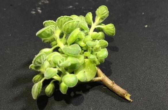 碰碰香花有毒嗎，不光沒毒并且還有很大的作用