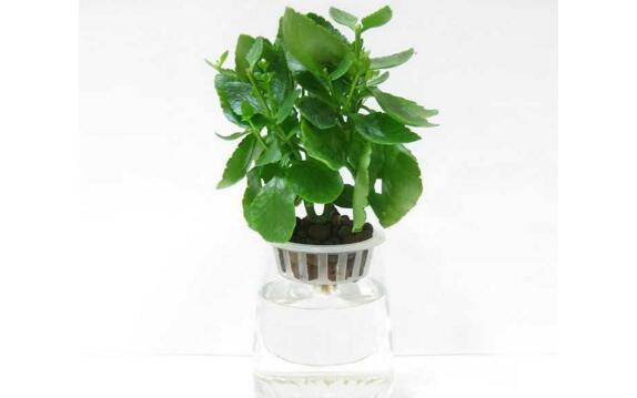 長壽花水培方法