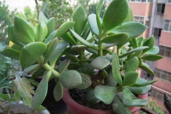 燕子掌怎么修剪，春季最佳/剪除枝條枝葉(瘦病枯)