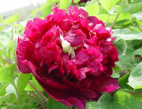 牡丹花品種大全，細(xì)數(shù)牡丹花最珍貴的八大品種