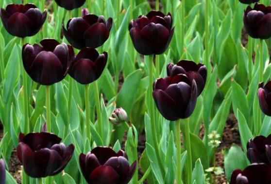 郁金香的花語(yǔ)是什么，郁金香享譽(yù)世界花后