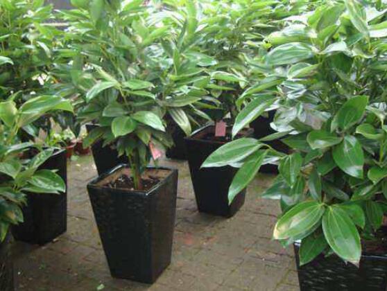 平安樹為什么不發(fā)新芽，三種原因以及解決方法