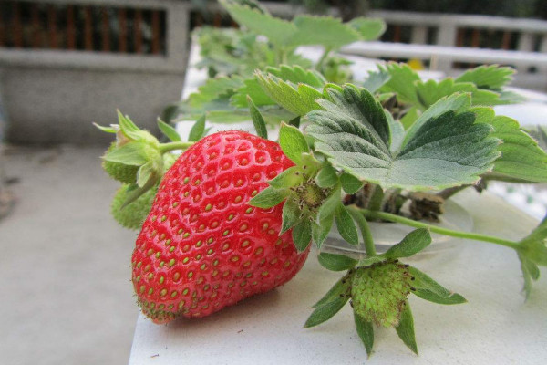 草莓的種植方法，春秋播種成功率較高
