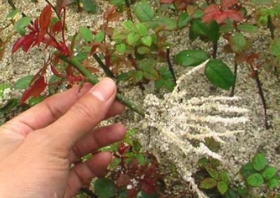 玫瑰花的繁殖方法，扦插繁殖應(yīng)用最廣泛/存活率最高