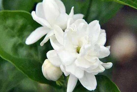 茉莉花施什么肥好，茉莉花施磷鉀肥和有機肥最好