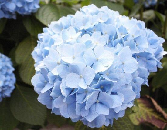 繡球花有哪些品種，繡球花品種圖片大全