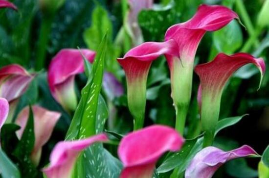 馬蹄蓮有毒嗎，馬蹄蓮適合室內(nèi)養(yǎng)嗎/有毒但可以養(yǎng)殖