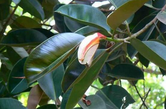 橡皮樹的好處，六大好處深受喜愛