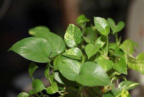 綠蘿葉子長黃斑怎么辦，四個原因以及解決辦法