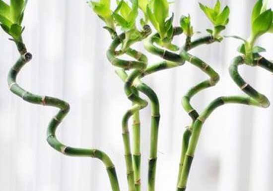 富貴竹長高了怎么修剪，水養(yǎng)富貴竹修剪圖解