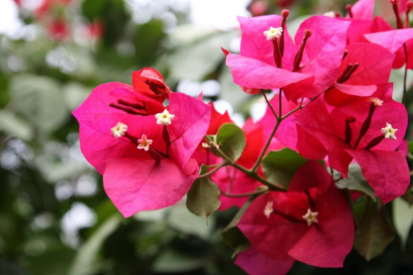 三角梅能放臥室嗎，可以放臥室但不建議長期擺放