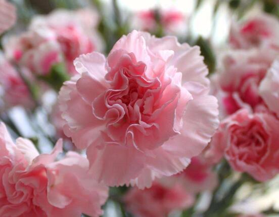 康乃馨鮮花怎么保鮮，七個基本方法方可百日鮮