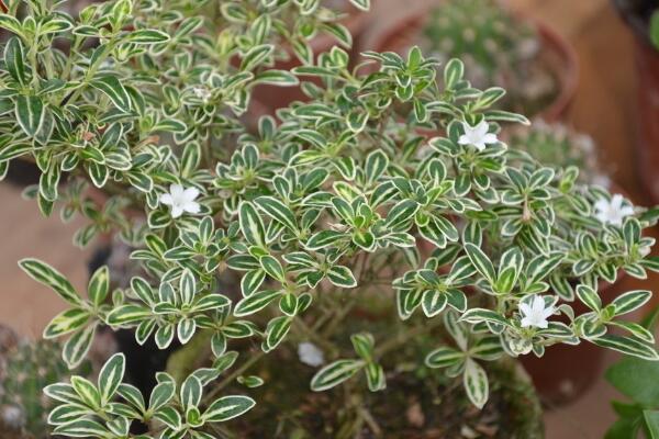 六月雪盆景造型圖解，造型固然重要剪后養(yǎng)護(hù)也不可忽視