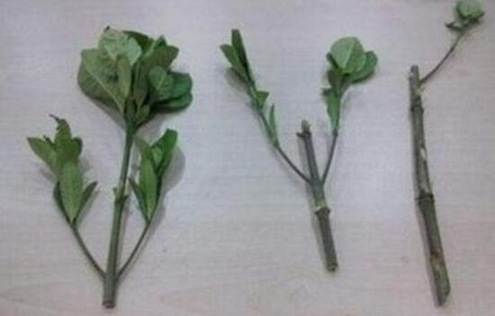 芙蓉花怎么繁殖，芙蓉花的扦插方法