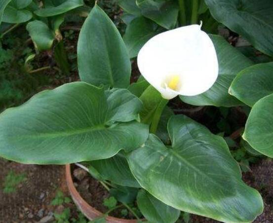 馬蹄蓮夏天怎么養(yǎng)，做好這五個(gè)要點(diǎn)安然度夏