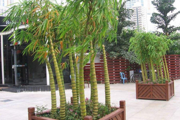 實(shí)心竹子有幾種