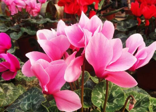 仙客來夏天怎么養(yǎng)，仙客來怎樣度過夏天