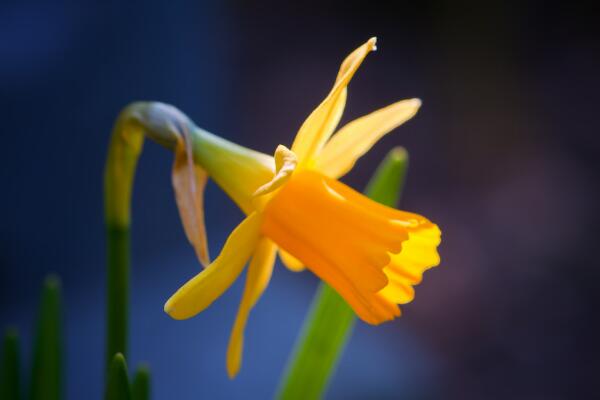 洋水仙的養(yǎng)殖方法和注意事項，五個步驟讓你養(yǎng)出郁郁蔥蔥的洋水仙