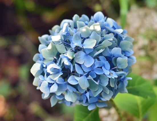 繡球花夏季怎么養(yǎng)，六個方法教你安然度夏