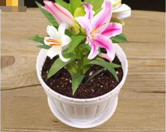 香水百合怎么養(yǎng)，光照充足、溫度合理(土培與水培)