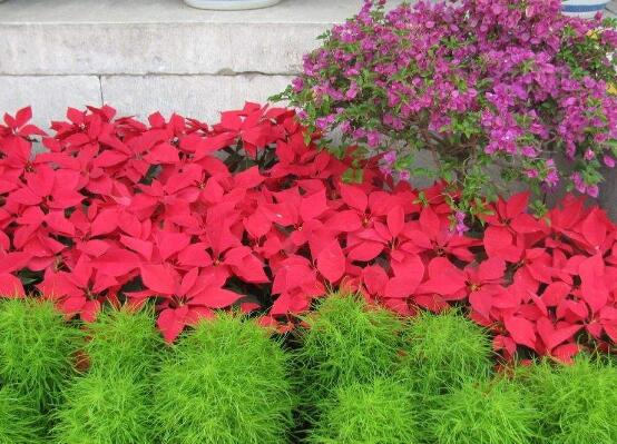 一品紅花期多長時(shí)間，一品紅花期長達(dá)100天(12月-次年2月)