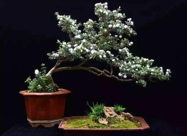 六月雪樹葉發(fā)黑怎么辦，找清原因及時救治（三種原因及解決方法）