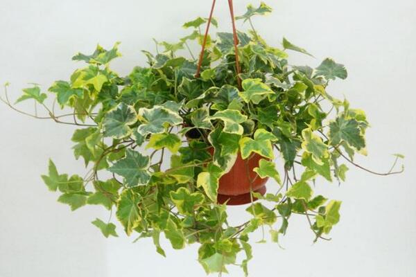 常春藤怎么養(yǎng)葉子綠，常春藤養(yǎng)殖5大要點