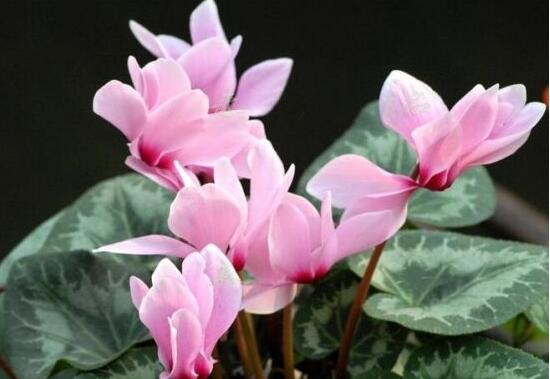 仙客來花期多久，仙客來花謝了怎么處理