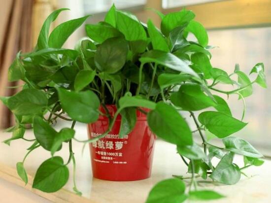 綠蘿好養(yǎng)嗎，綠蘿的養(yǎng)殖方法和注意事項