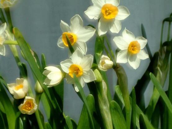 水仙花有幾個(gè)品種，水仙花最好看八大品種