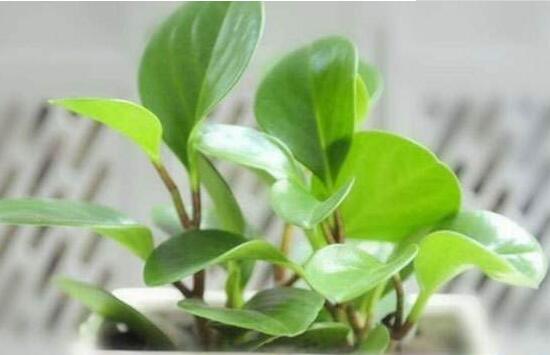 碧玉為什么會(huì)爛根，碧玉爛根怎么辦(換盆換土重新栽培)