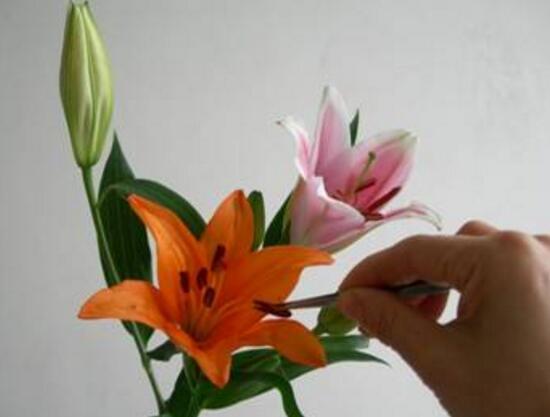 百合花怎么修剪，百合花的修剪方法圖解