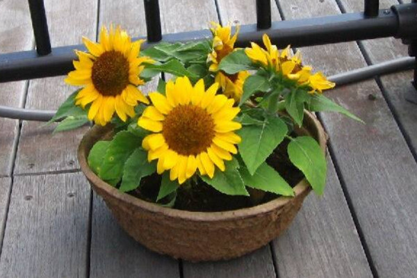盆栽向日葵如何養(yǎng)殖，保證盆土適宜以及光照充足